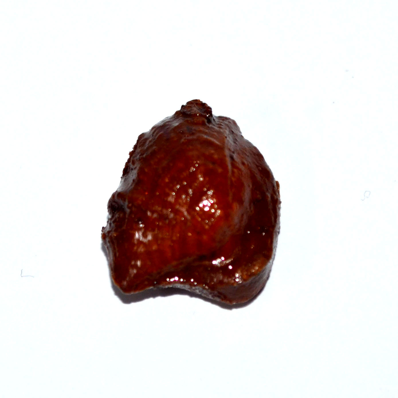 MACHH MANI 19.88 Ct.