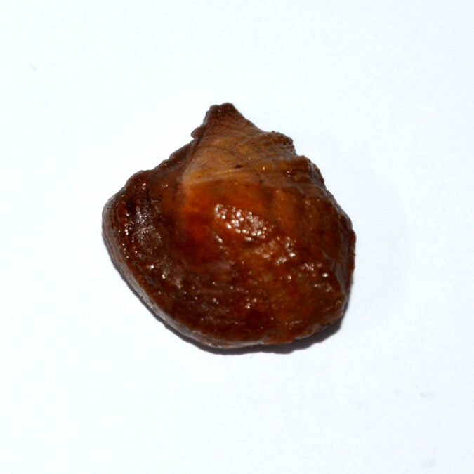 MACHHG249 1 MACHH MANI 20.32 Ct.