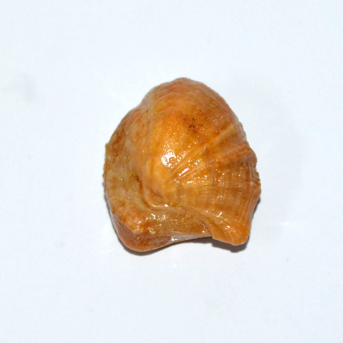 MACHH MANI 20.57 Ct.